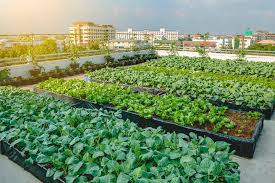 Agriculture Urbaine : Une Révolution Verte