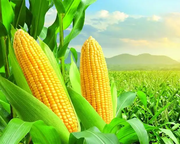 La Culture du Maïs : Pilier de la Sécurité Alimentaire