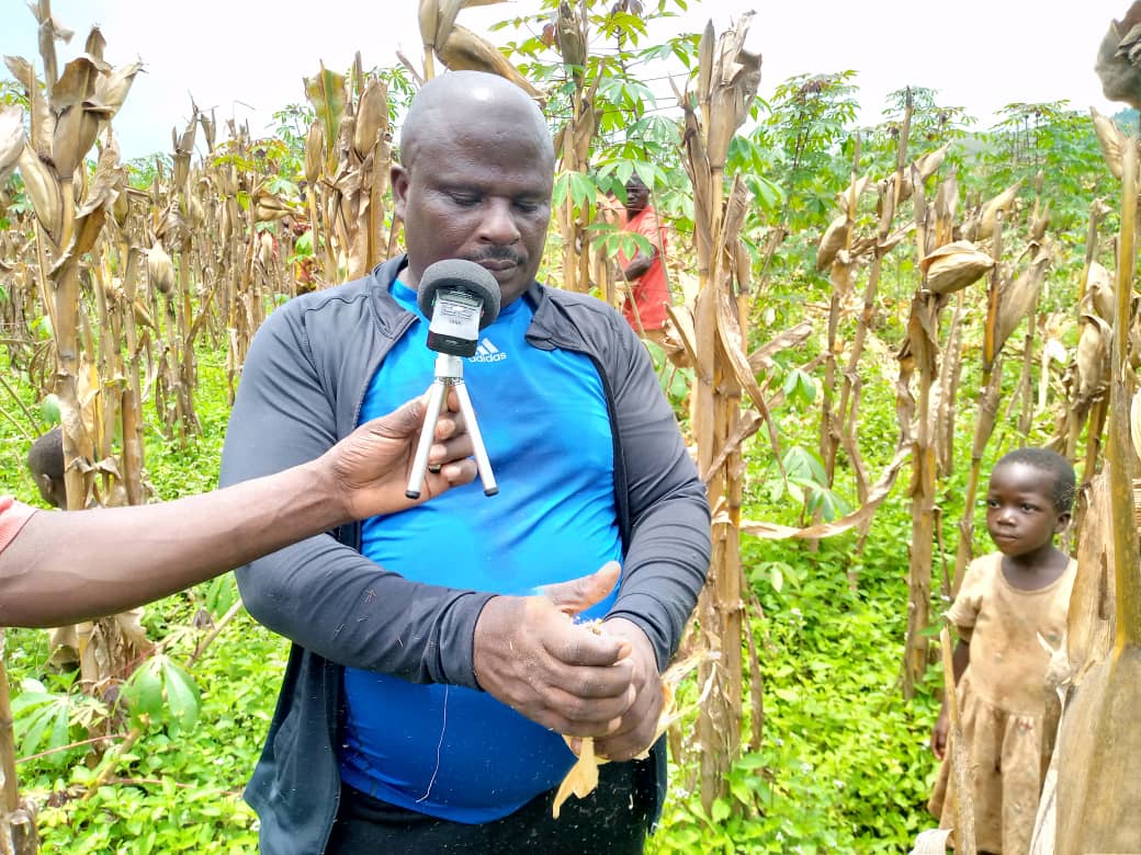La Société Coopérative Umushinge w’Ubuzima procède à la récolte du maïs à Bubanza